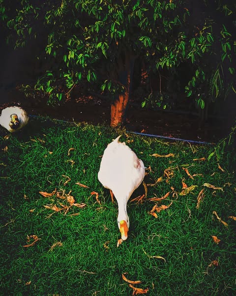 Photo 26